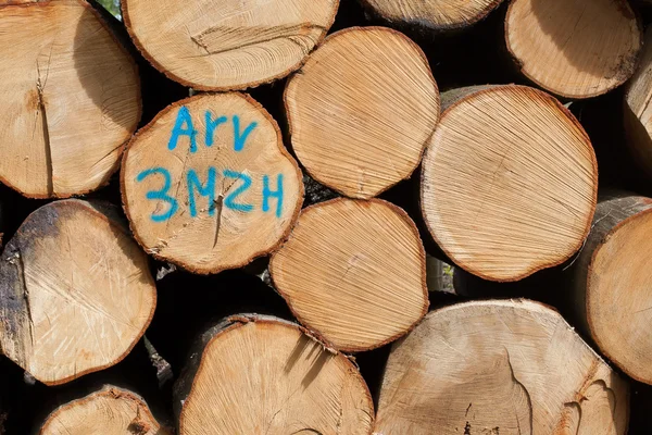 Drewno ułożone w holenderskim forrest — Zdjęcie stockowe