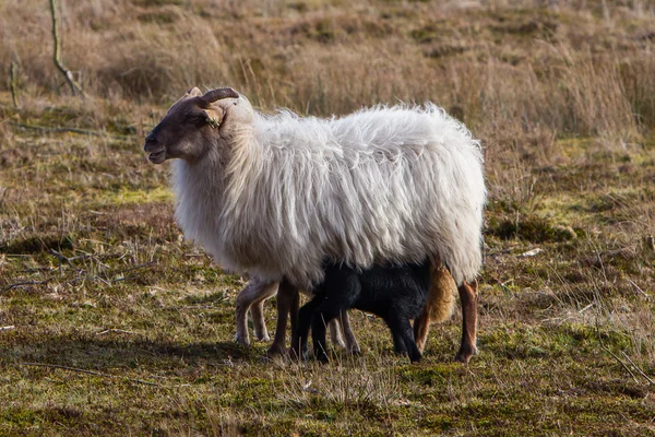 Erwachsene Schafe mit schwarzem und weißem Lamm — Stockfoto