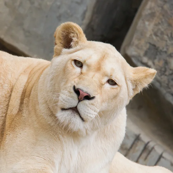 Lion blanc africain femelle au repos — Photo