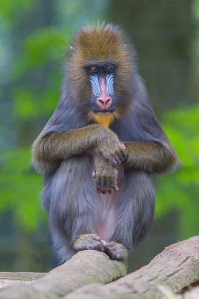 Porträtt av de vuxna mandrill — Stockfoto