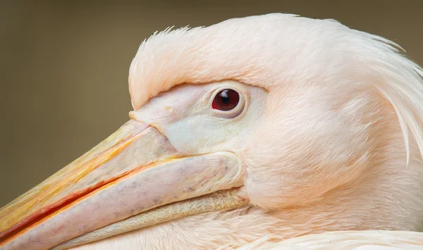 Yetişkin pelican dinlenme
