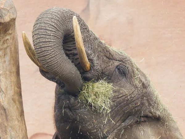 Elefante comendo grama — Fotografia de Stock