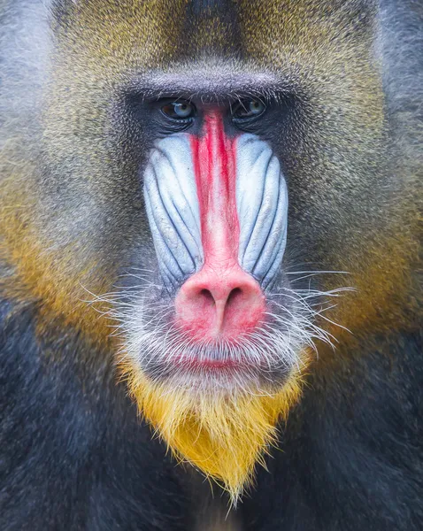 Portrait of the adult mandrill — Stock Photo, Image