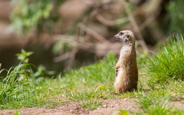 Portrait Meerkat — Photo