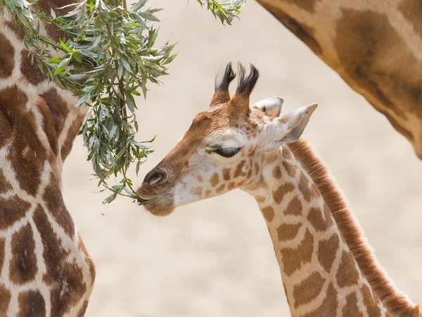 Jeune girafe manger — Photo