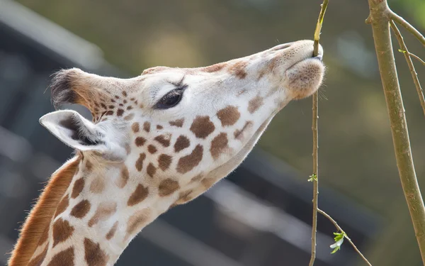 Girafe manger — Photo