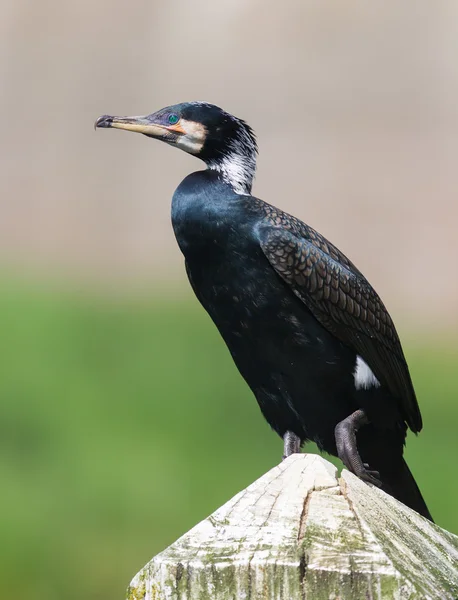 Kormoran przylądkowy — Zdjęcie stockowe