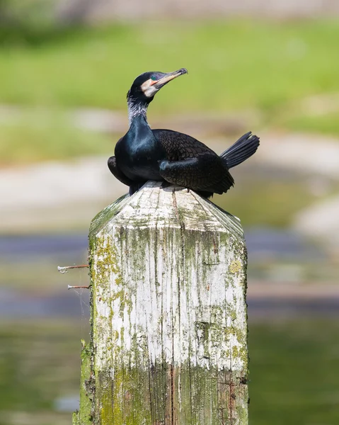 Kormoran przylądkowy — Zdjęcie stockowe