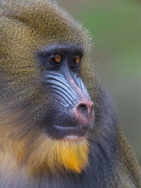 Yetişkin Mandrill'di portresi