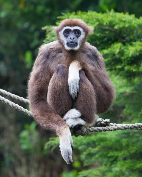 Lar Gibbon, or a white handed gibbon — Stock Photo, Image