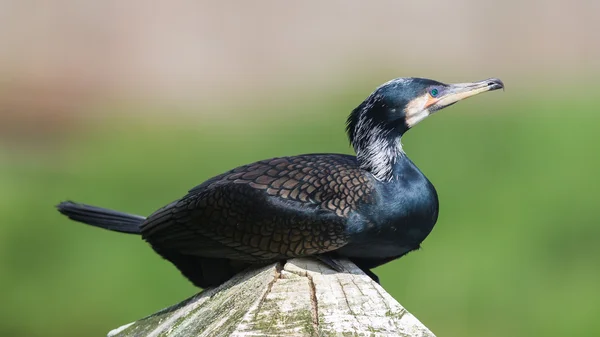 Cape cormoran — Photo