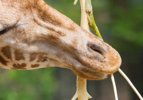 Giraffen äta — Stockfoto