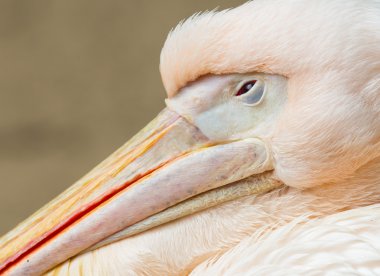 Yetişkin pelican dinlenme