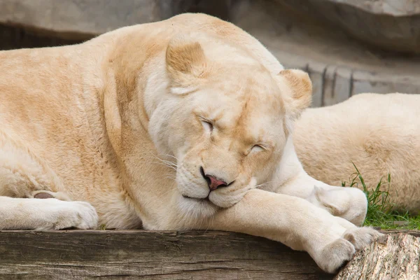 Vrouwelijke Afrikaanse witte leeuw rust — Stockfoto