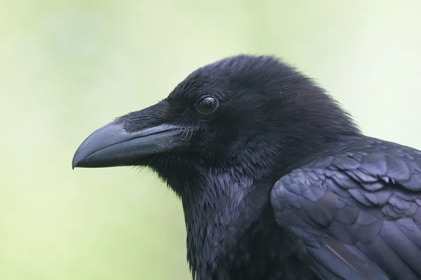 Gemeenschappelijke raven portret — Stockfoto