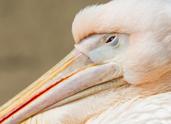 Adulto pelicano repouso — Fotografia de Stock