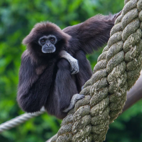 Lar Gibbon, or a white handed gibbon — Stock Photo, Image