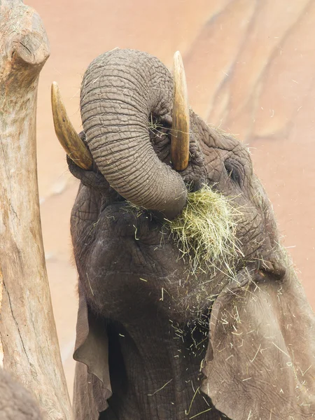 Elefante comendo grama — Fotografia de Stock