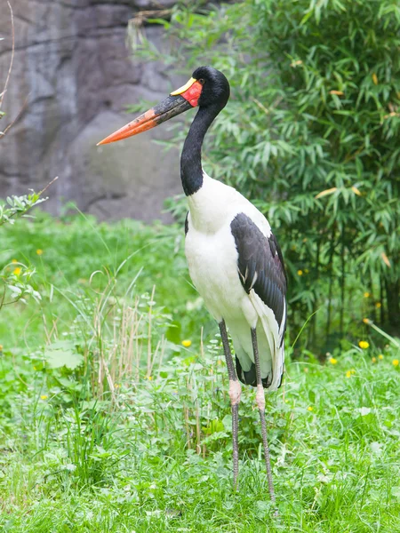 Седлоклювый аист. Латинское название - Ephippiorhynchus senegalensis — стоковое фото