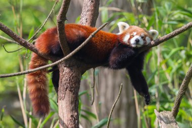 Red panda, firefox veya küçük panda 