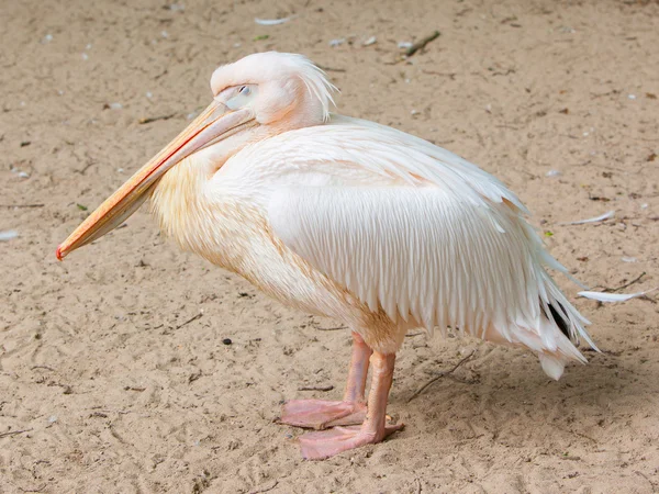 Adult pelican resting — Stock Photo, Image