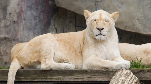女性アフリカの白いライオン休息 — Stockfoto