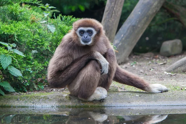 Lar Gibbon, ou un gibbon à mains blanches — Photo