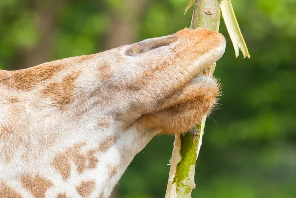 Giraffen äta — Stockfoto