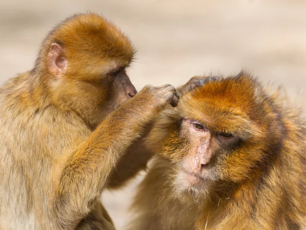 Two mature Barbary Macaque grooming — Stock Photo, Image