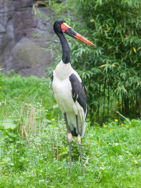 eyer - gagalı leylek. Latince Adı - ephippiorhynchus senegalensis