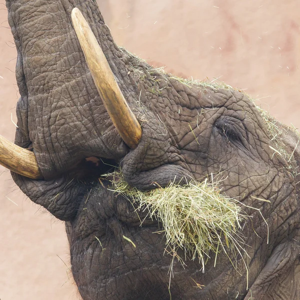 Elephant manger de l'herbe — Photo
