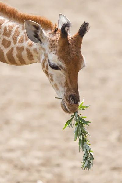 Young giraffe eating — Stock Photo, Image