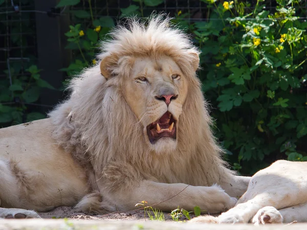 Afrikanska vita lejon — Stockfoto