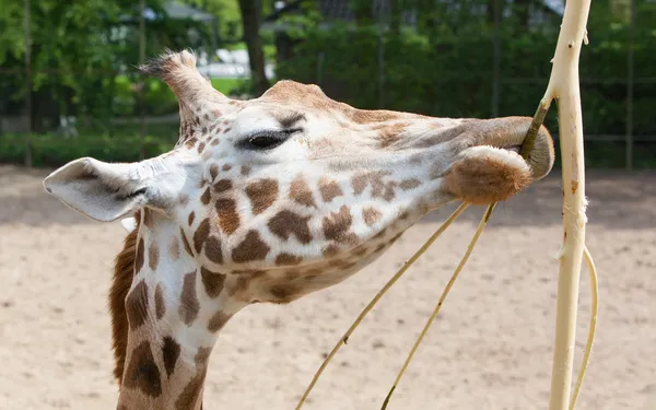 Giraffe eten — Stockfoto