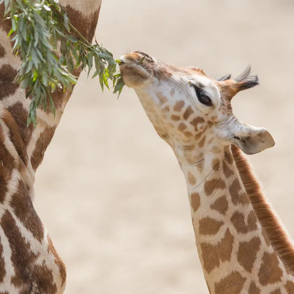 Young giraffe eating — Stock Photo, Image