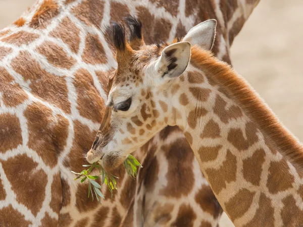 Young giraffe eating — Stock Photo, Image