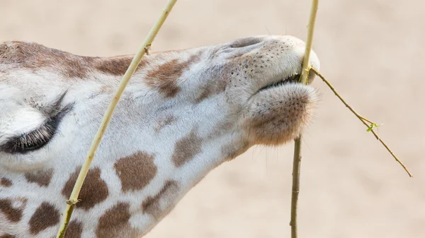 Giraffen äta — Stockfoto