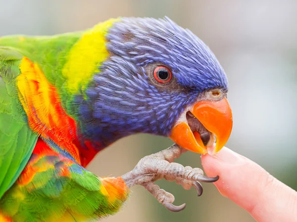 Australiska regnbåge lorikeet, trichoglossus moluccanus — Stockfoto