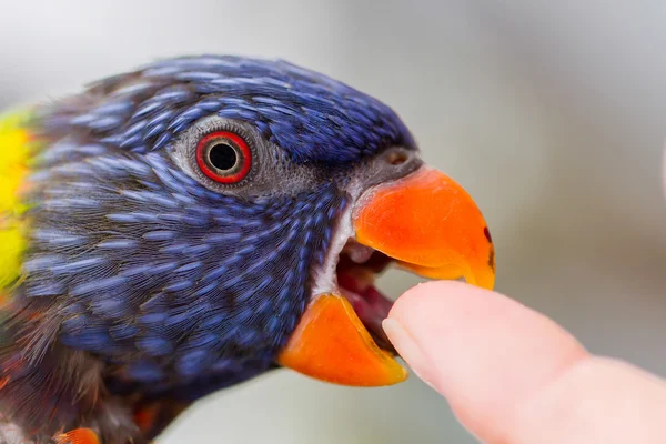 Australische regenboog vogels, trichoglossus moluccanus — Stockfoto