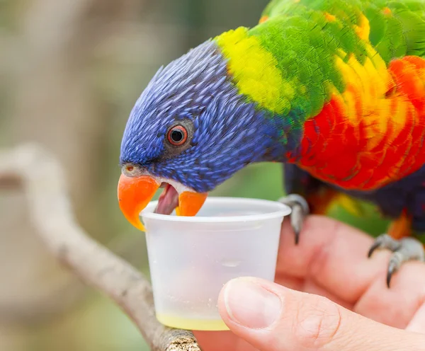 Australian Rainbow Lorikeet, Trichoglossus moluccanus — Stock Photo, Image