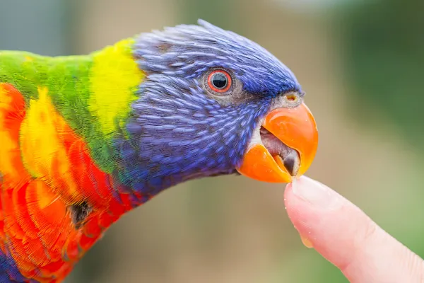 Lori arco iris australiano, Trichoglossus moluccanus — Foto de Stock