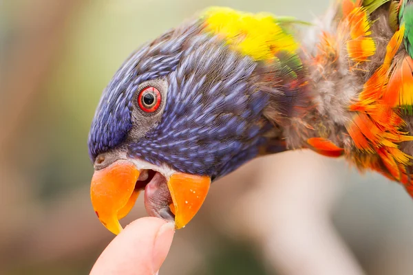 Lóris do arco-íris australiano, Trichoglossus moluccanus — Fotografia de Stock