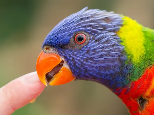 Австралийская Rainbow Lorikeet, Trichogfsus moluccanus — стоковое фото