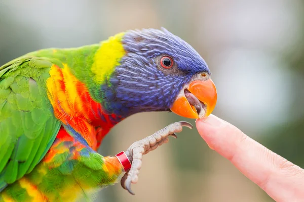 Lóris do arco-íris australiano, Trichoglossus moluccanus — Fotografia de Stock