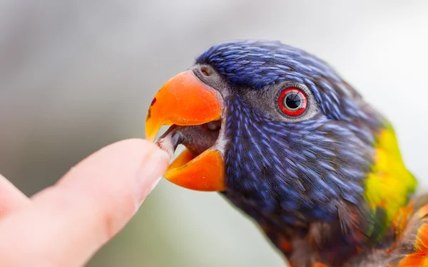 Австралийская Rainbow Lorikeet, Trichogfsus moluccanus — стоковое фото