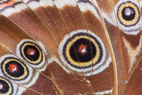 Macro détaillée de l'aile papillon tropical — Photo