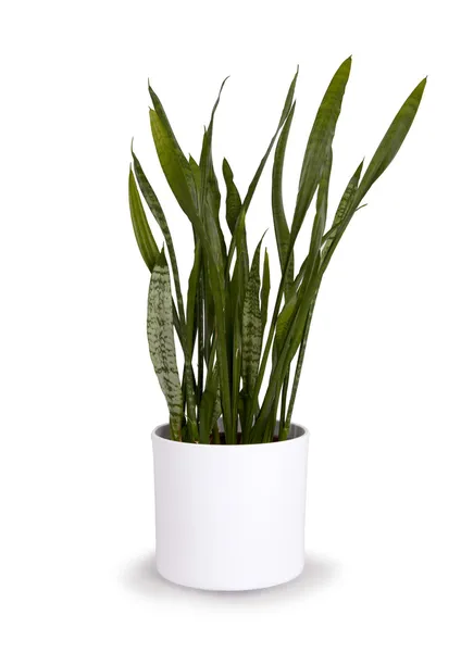 Large sansevieriya in a white pot — Stock Photo, Image