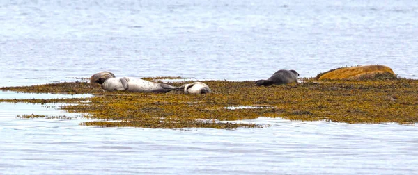 Adult Seal Iceland Relaxing Rock Cold Waters Atlantic Ocean — Stock Photo, Image