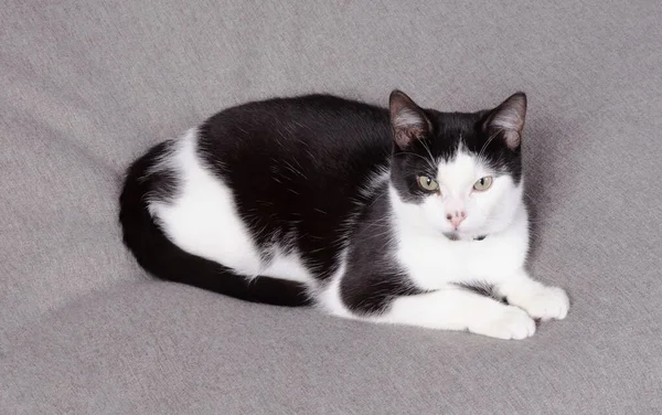 黑白相间的猫躺在灰色的枕头上休息 — 图库照片