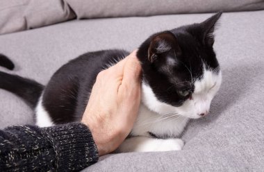 Gri bir yastıkta dinlenen siyah beyaz kedi.